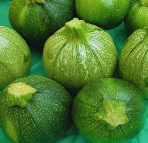 Courgette Ronde de Nice - Godet 10.5cm