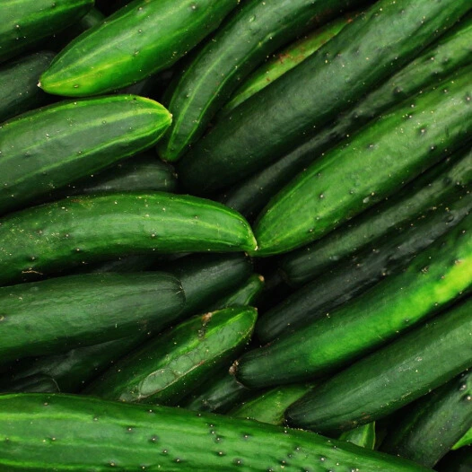 Concombre Vert Long Maraîcher - Godet 10.5cm