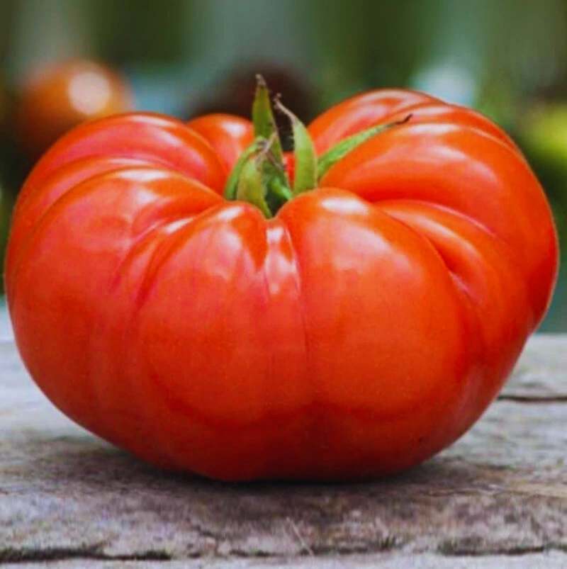 Tomate Beefsteak- Godet 8 cm