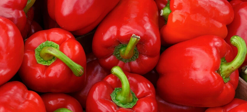 Poivron Rouge - Godet 8 cm