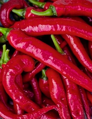 Piment de Cayenne - Godet 8 cm