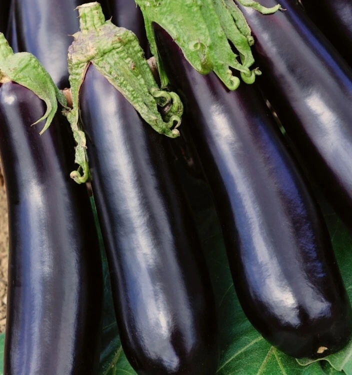 Aubergine Longue Violette - Godet 8 cm
