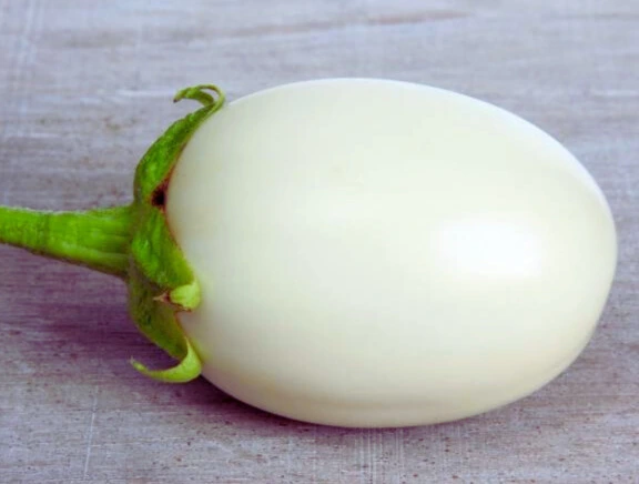 Aubergine Blanche Ronde - Godet 8 cm