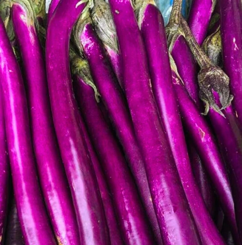 Aubergine Pink Lady - Godet 8 cm