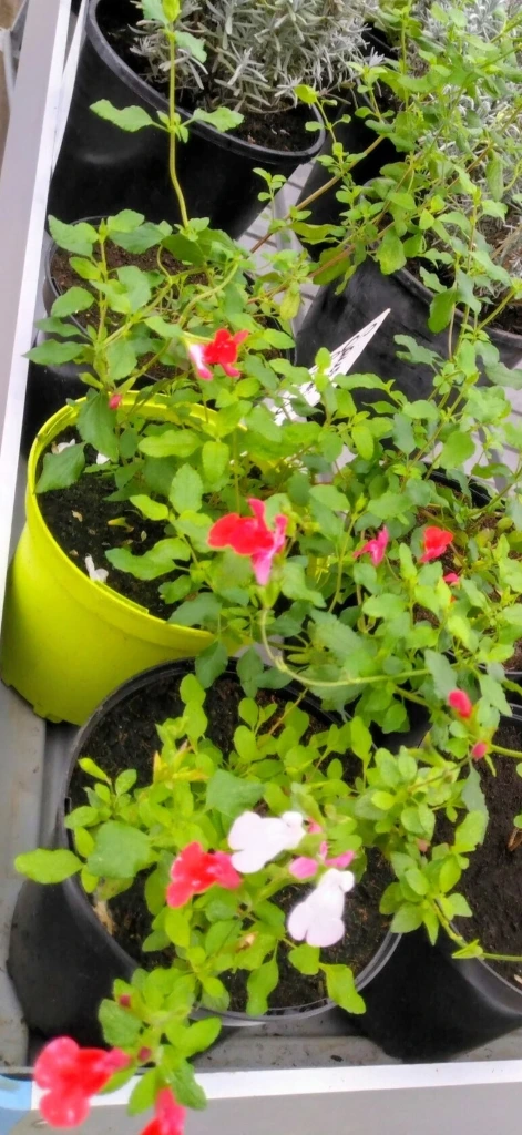 Sauge Arbustive "Hot Lips" - Pot 2L 