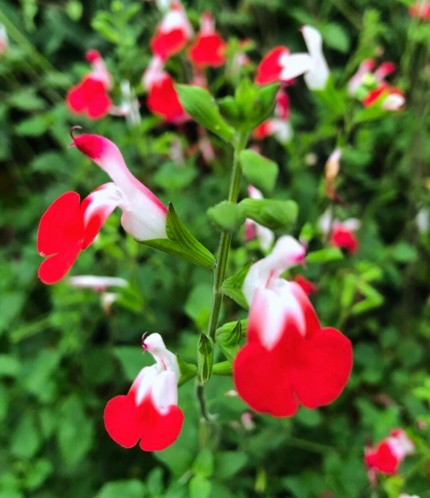 Sauge Arbustive "Hot Lips" - Pot 2L 