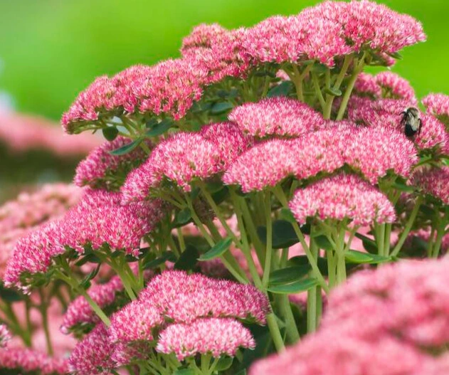 Sedum Spectabile - Pot 1L