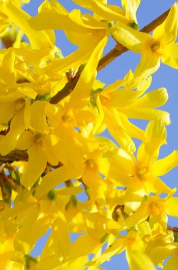 Forsythia - Pot 3L