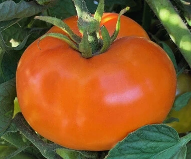 Tomate Caro Rich - Godet 8 cm