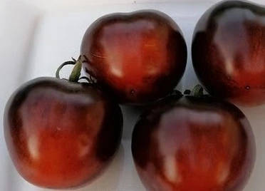 Tomate Indigo Smokey Blue - Godet 8 cm