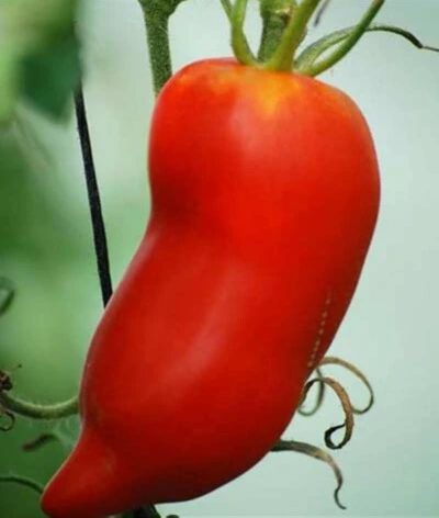 Tomate Andine (Cornue des Andes) - Godet 8 cm