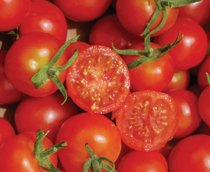 Tomate Cerise Miel du Mexique - Godet 8 cm