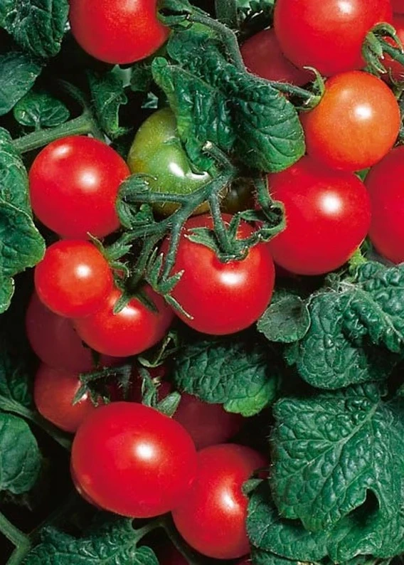 Tomate Cerise Naine -Red Robin - Godet 8 cm
