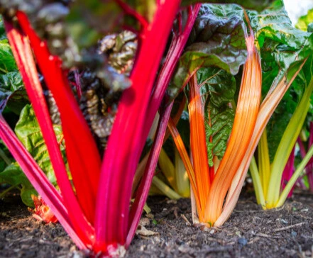 Poirée / Blette Bright Lights "5 couleurs" - Godet 8 cm