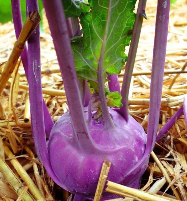 Chou-Rave Violet "Azur Star" - Godet 8 cm