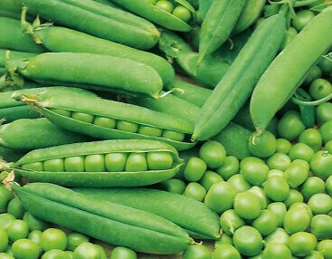 Pois à Écosser - Douce Provence