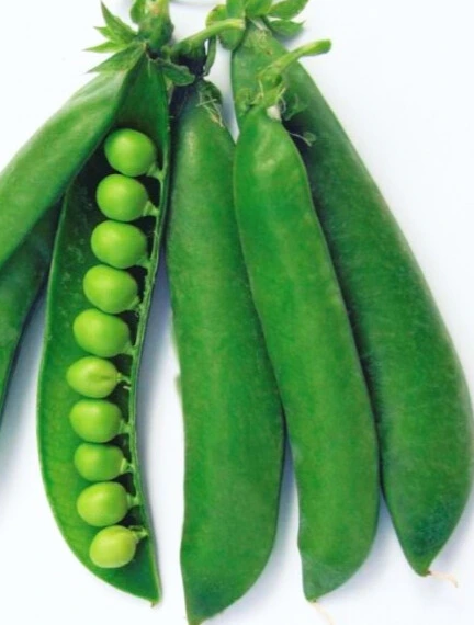 Pois à Écosser - Karina