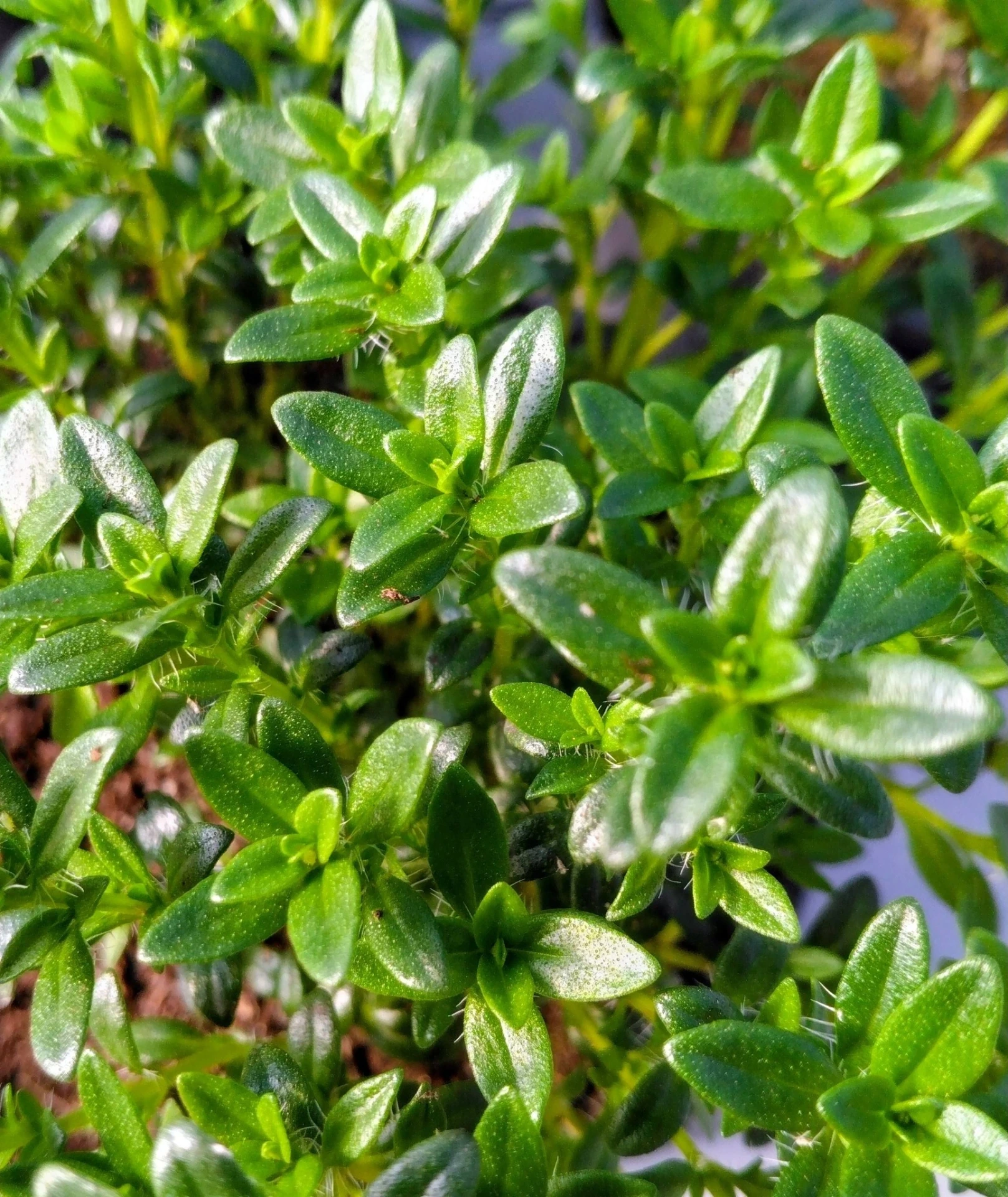 Thym - Godet 10.5 cm