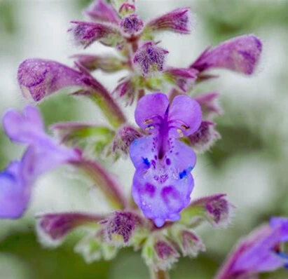 Nepeta Bandera Deep Purple - Pot 1L