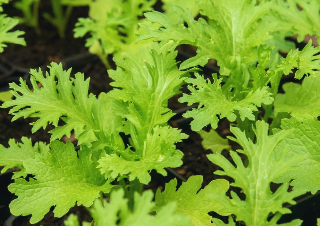 Chou Wasabino - Motte