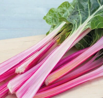 Poirée / Blette "Peppermint" - Godet 8 cm - PAR 6