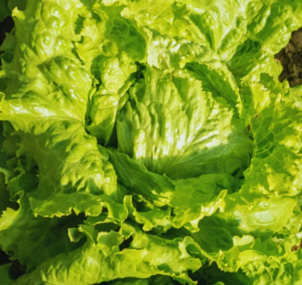 Laitue Batavia Dorée Printemps - PAR 6
