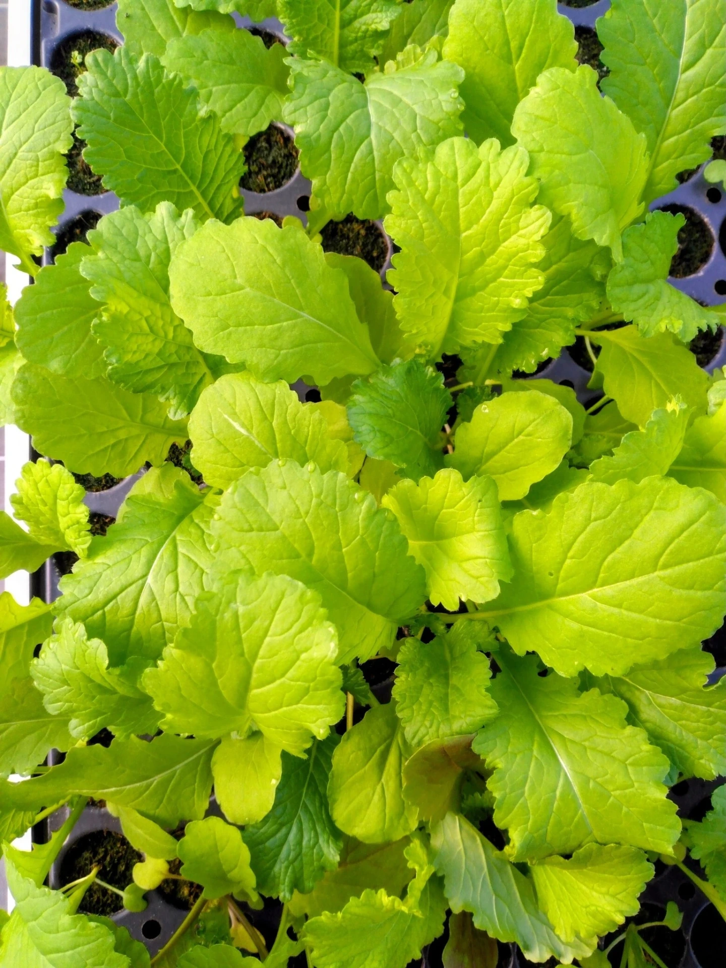 Moutarde Indienne Green Wave - PAR 6