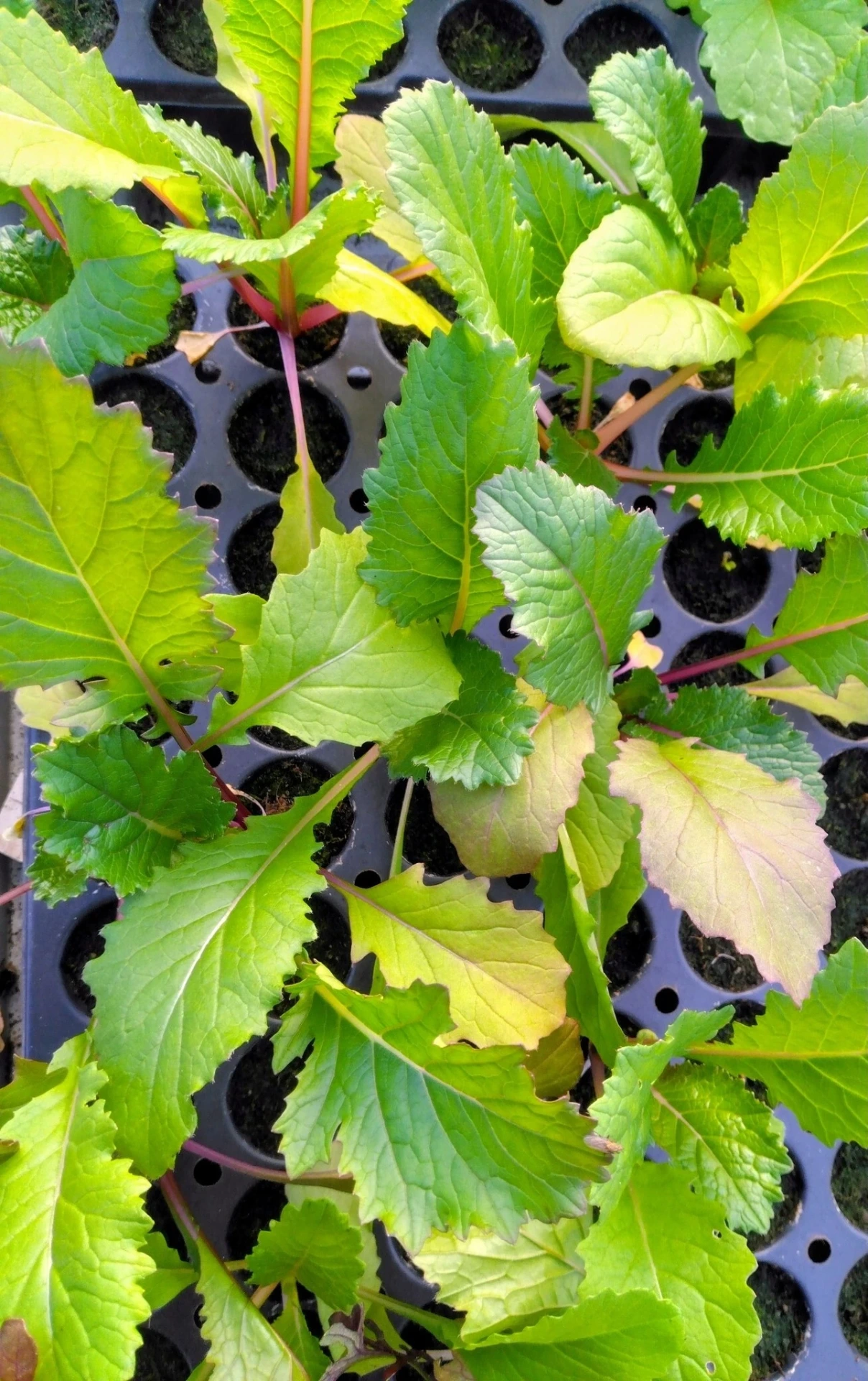 Moutarde Japonaise - Vivid Pak Choi - PAR 6
