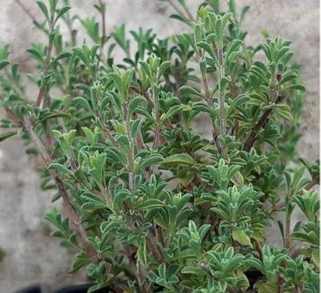 Sariette d'Espagne - Pot 2L