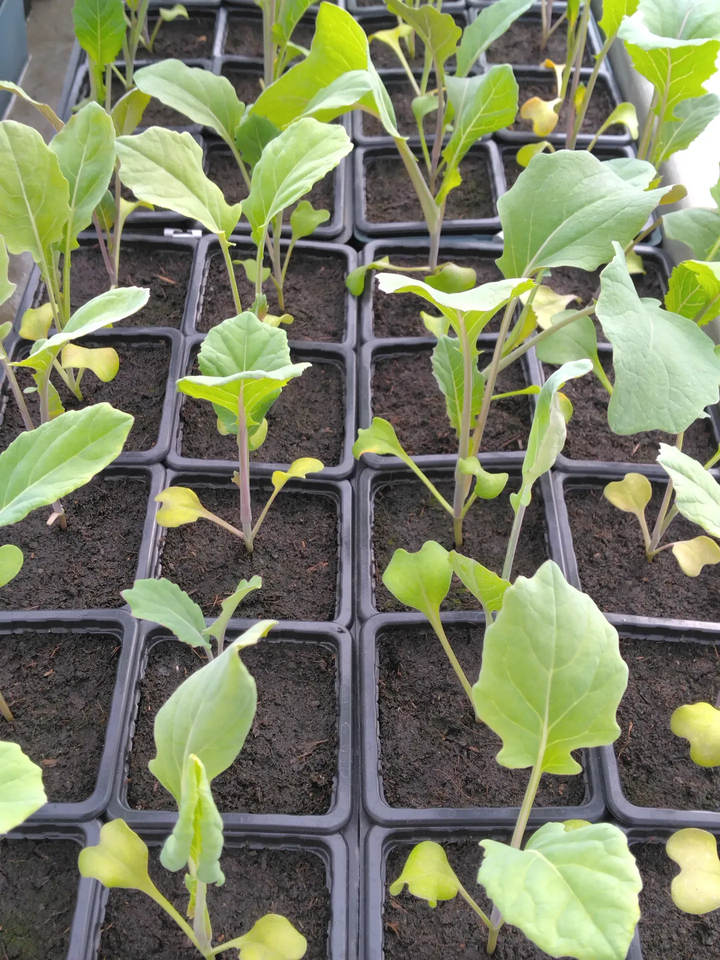 Chou de Bruxelles - Godet 8 cm