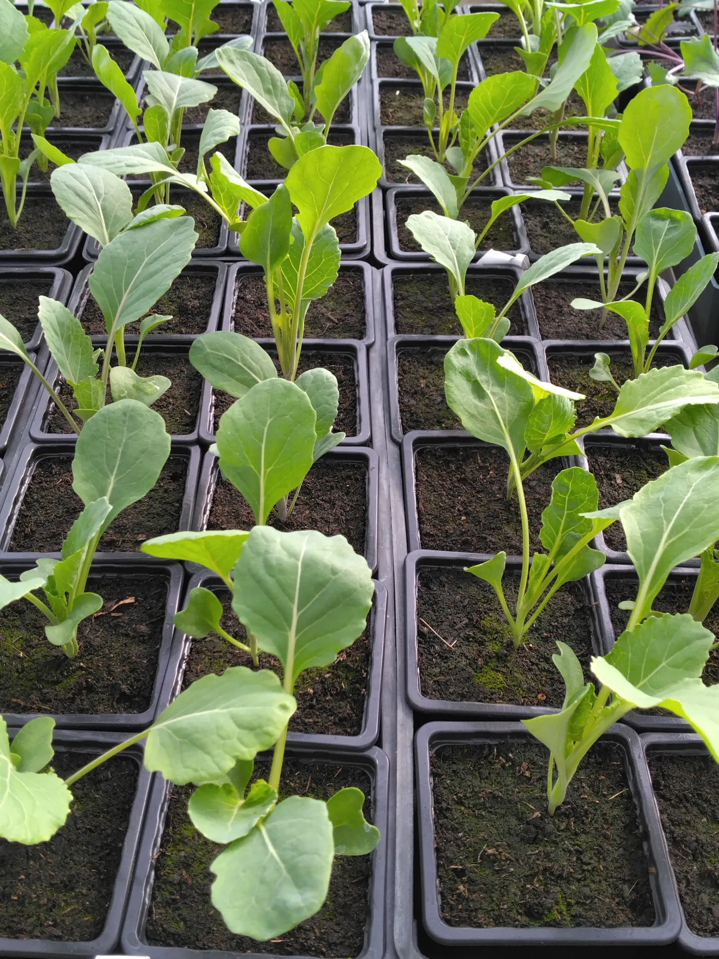 Chou Romanesco - Godet 7 cm