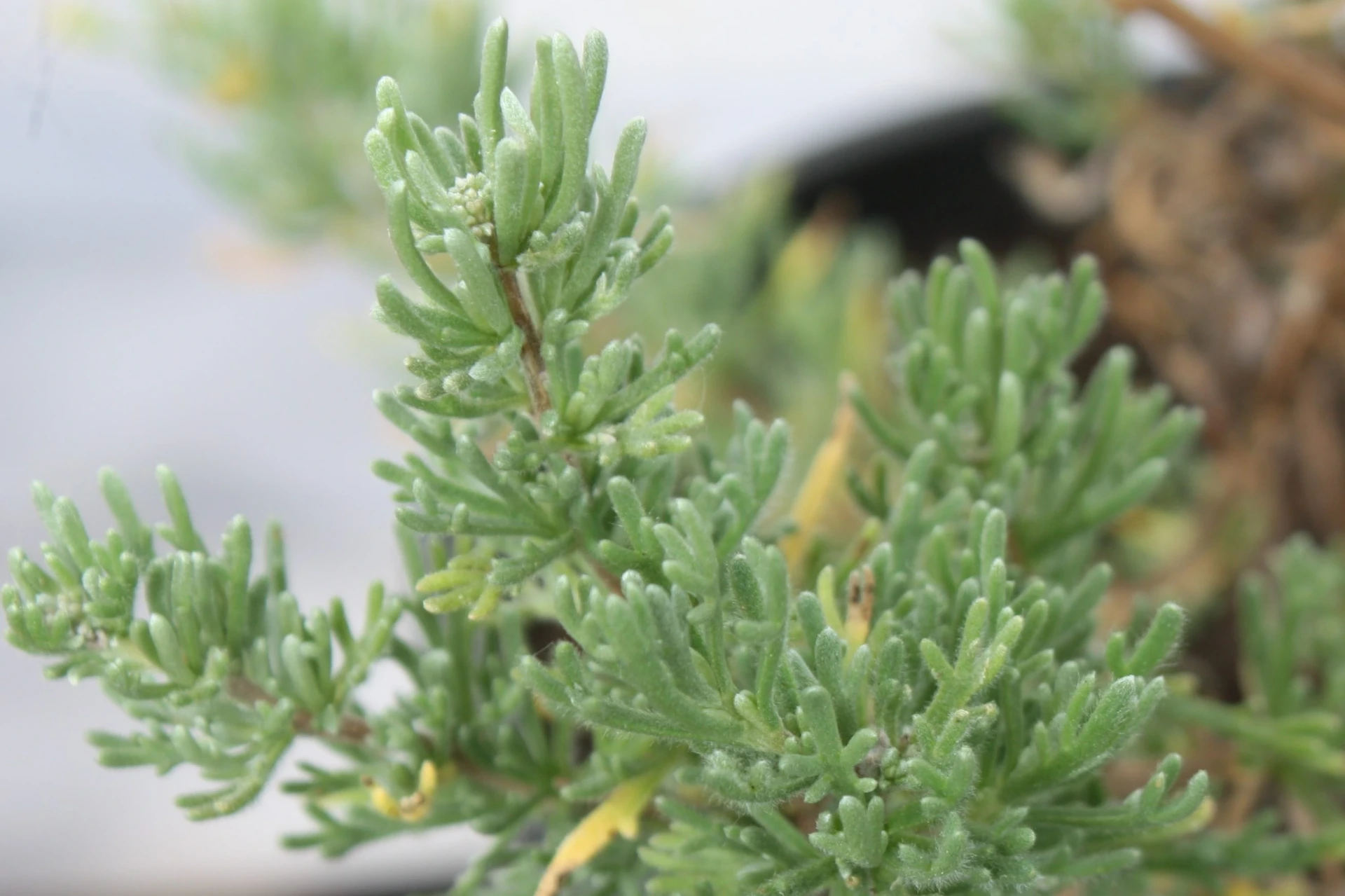 Romarin d'Afrique - Pot 2L