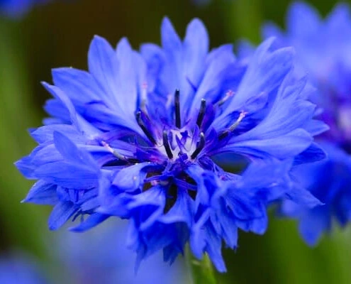 Bleuet  - Motte