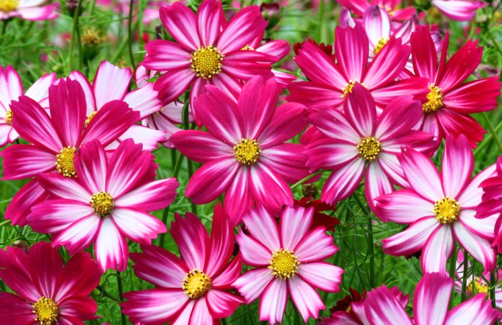 Cosmos Bippinatus Red & White  - Godet 7cm