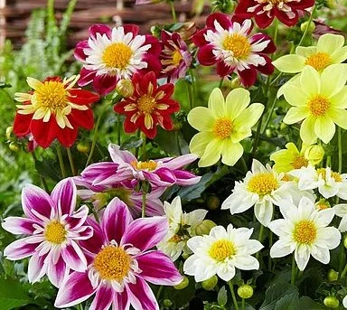 Dahlia Harlequin Mix - Godet 8 cm