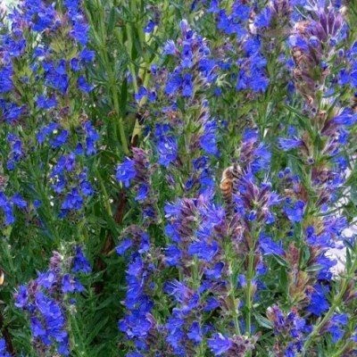 Hysope Officinale - Godet 10.5 cm