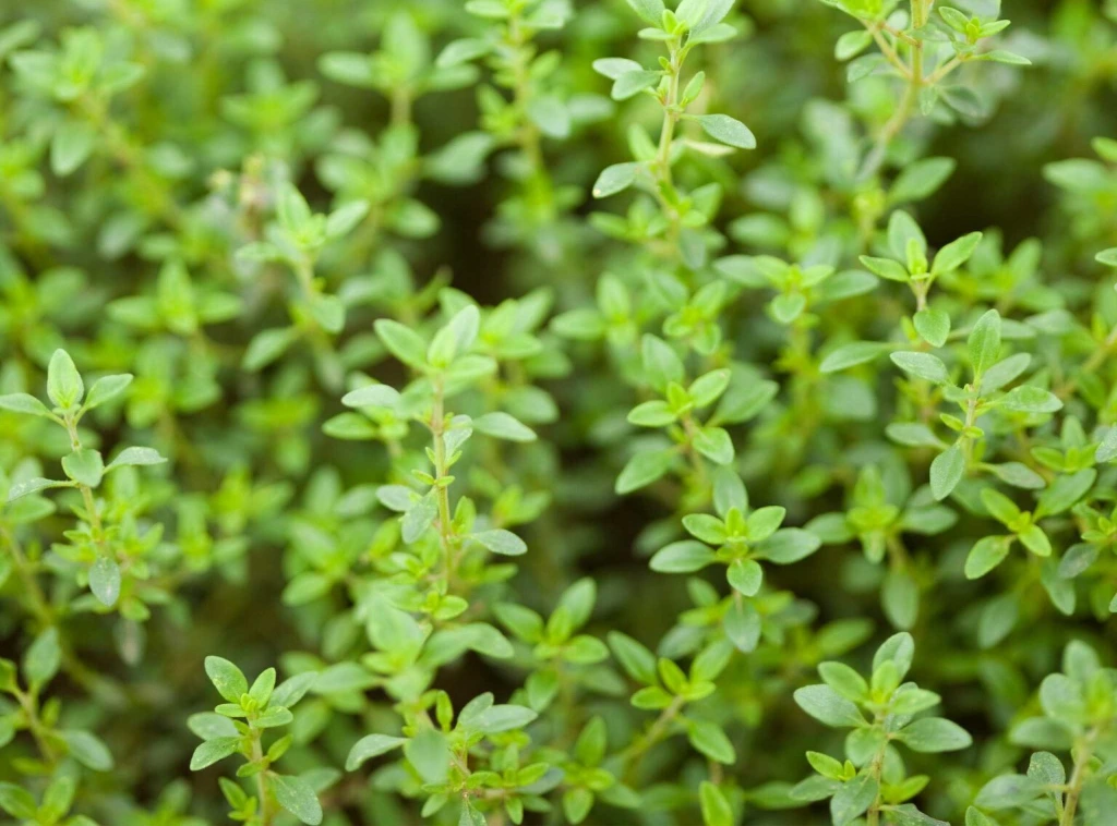 Thym Citron - Pot 1L