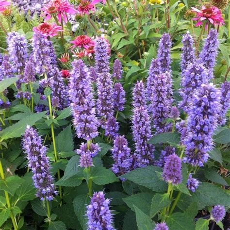 Agastache - Pot 1L