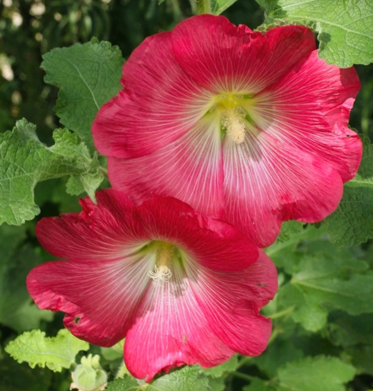 Rose Tremière -  Godet 10.5 cm