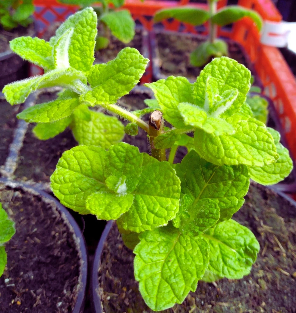 Menthe Vanille -  Pot 1L