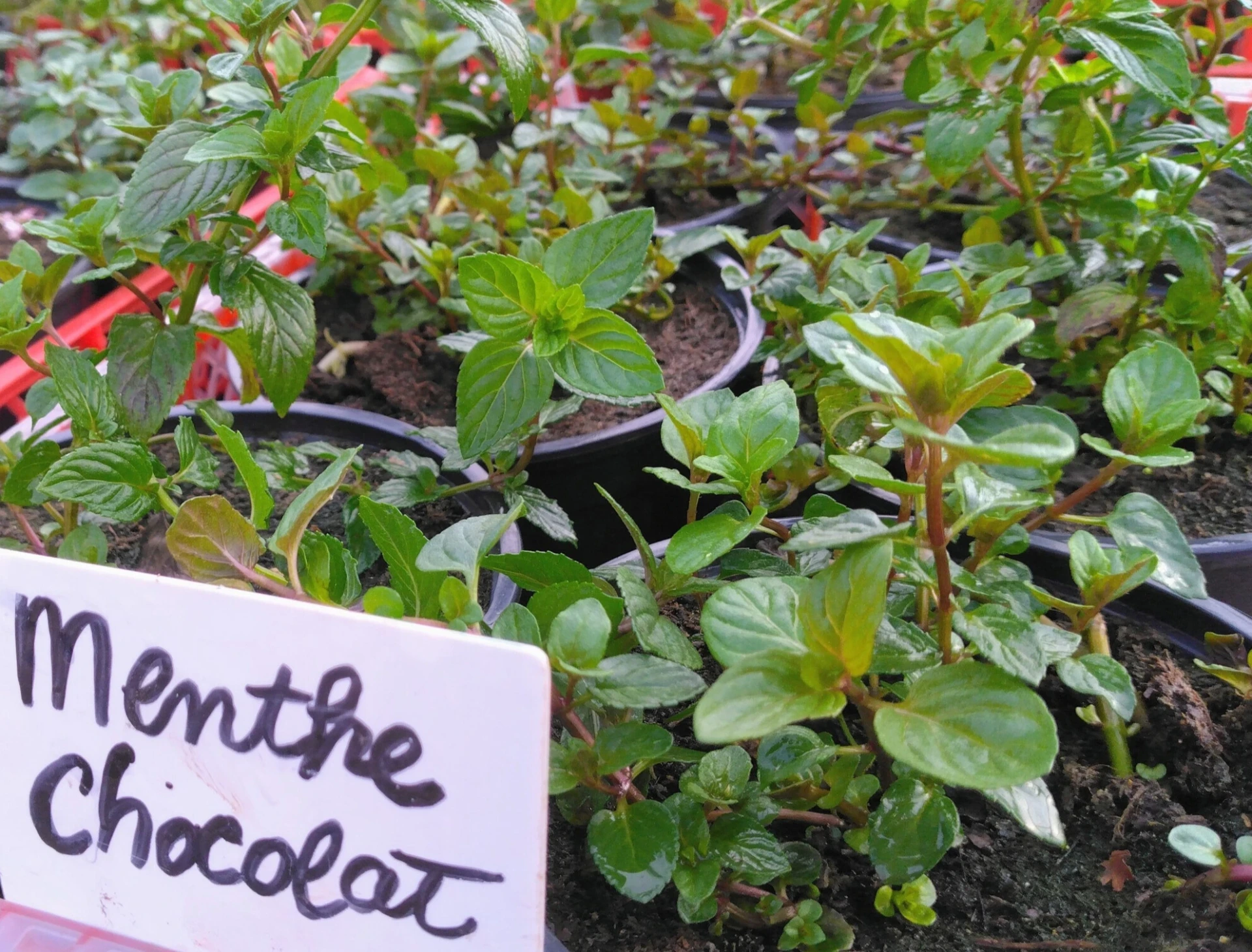 Menthe Chocolat - Pot 1L