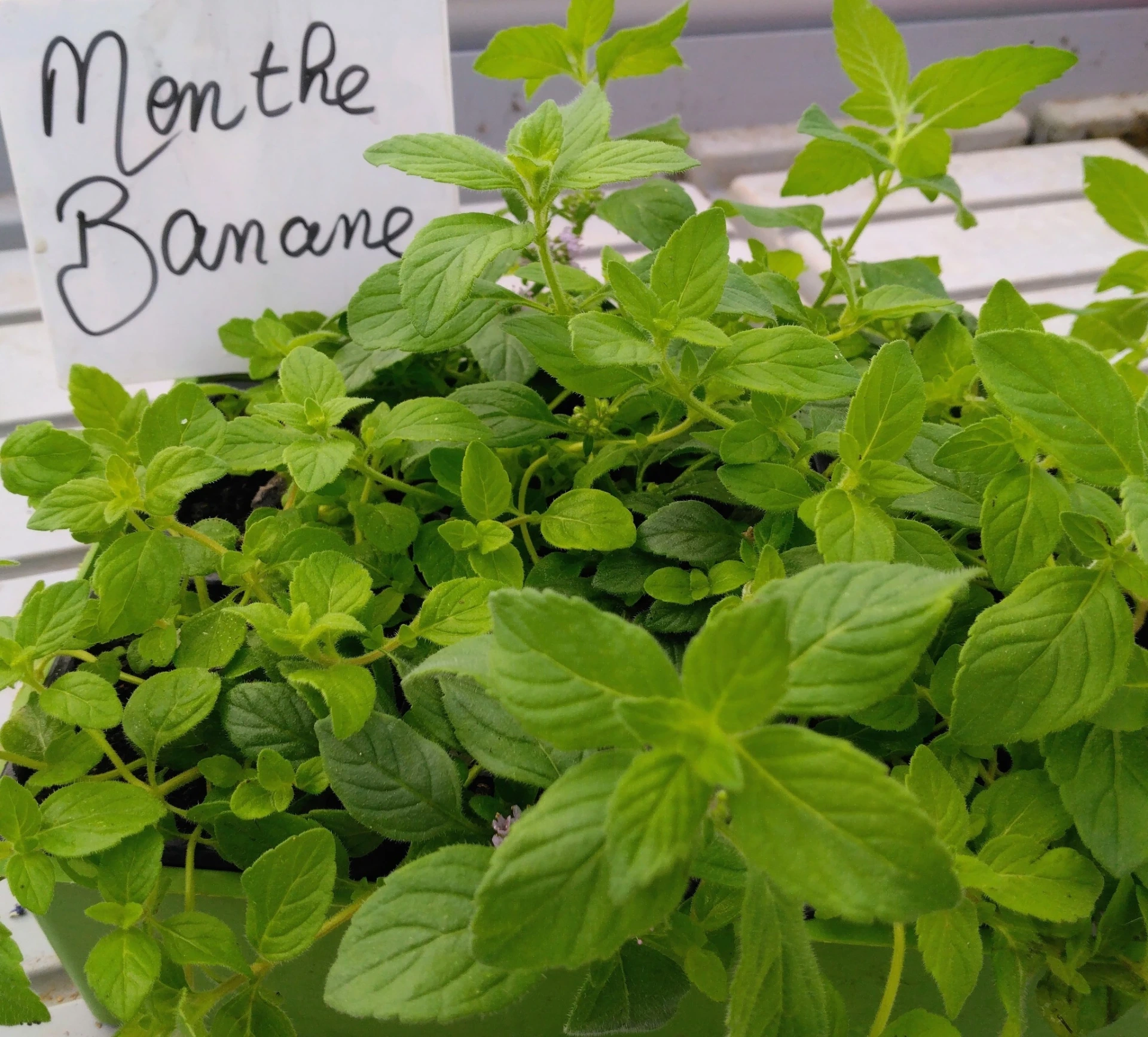 Menthe Banane - Pot 1L