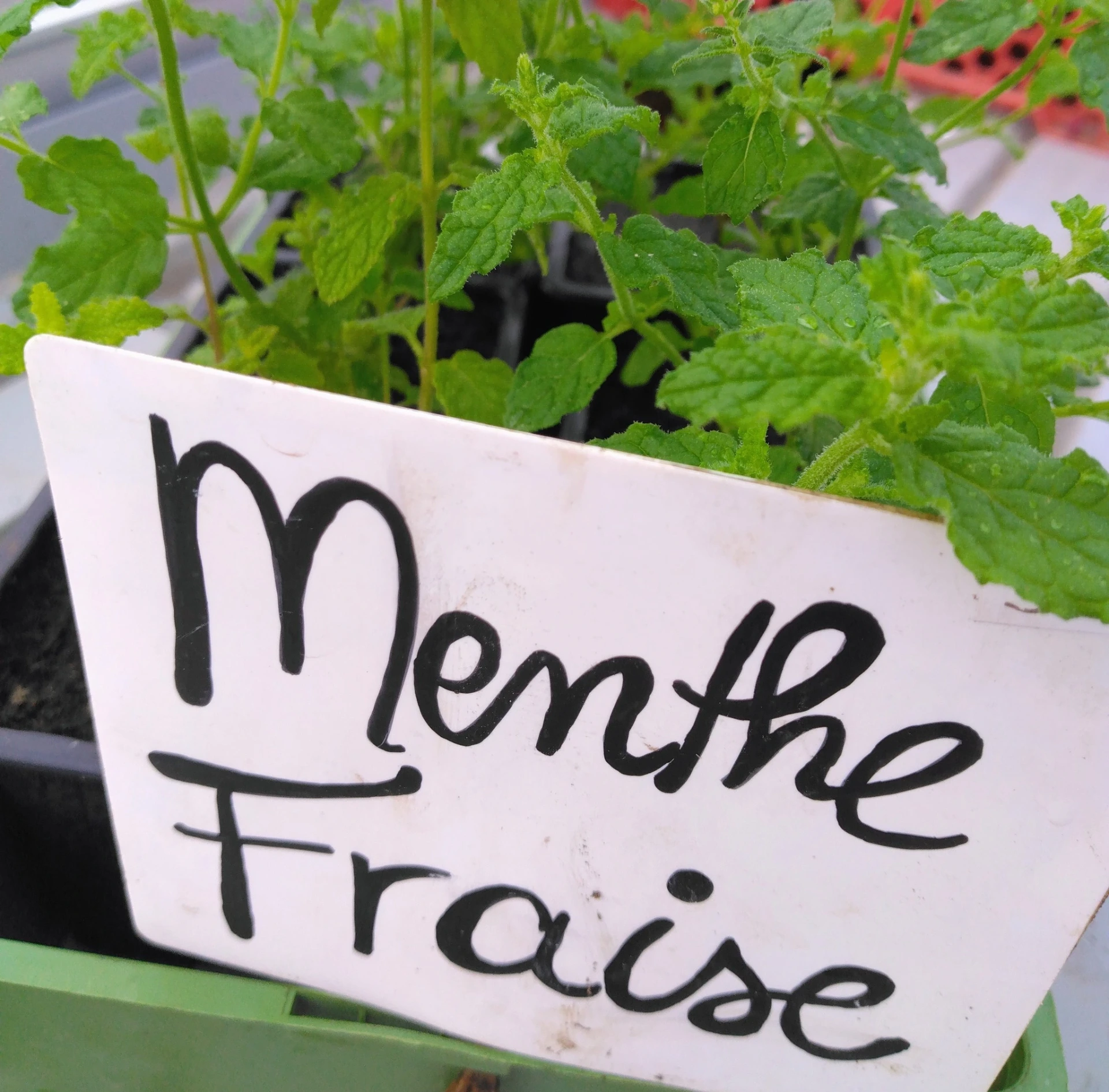 Menthe Fraise - Pot 1L