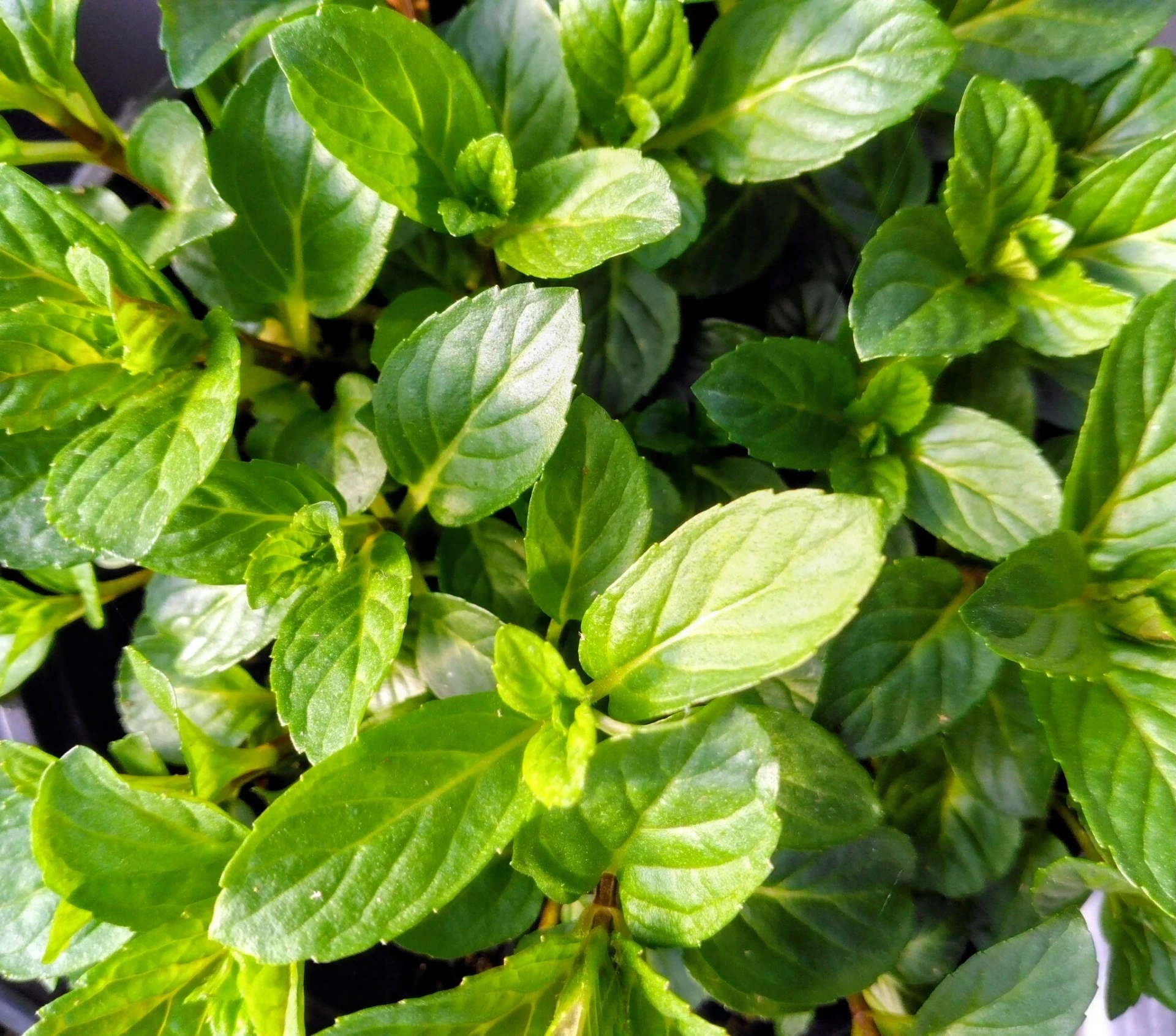 Menthe Poivrée - Pot 1L