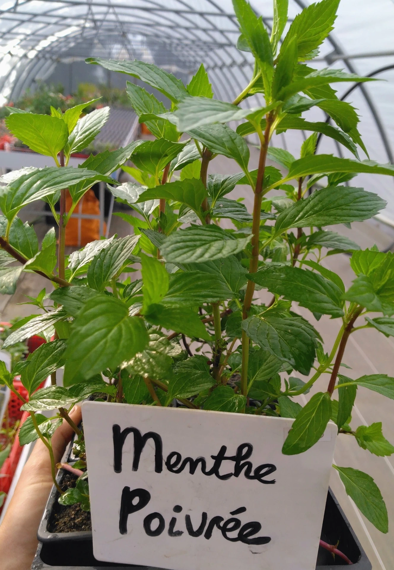 Menthe Poivrée - Godet 7cm 