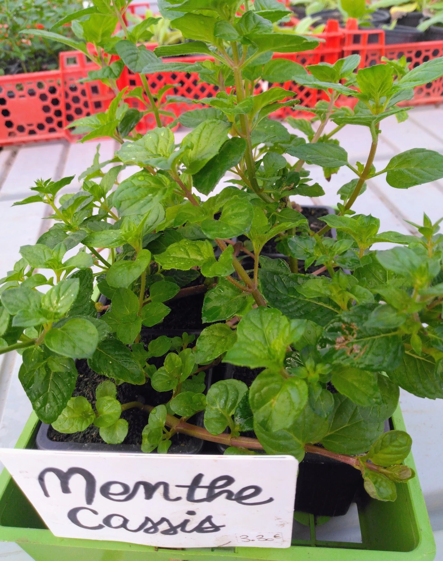 Menthe Cassis - Godet 7cm