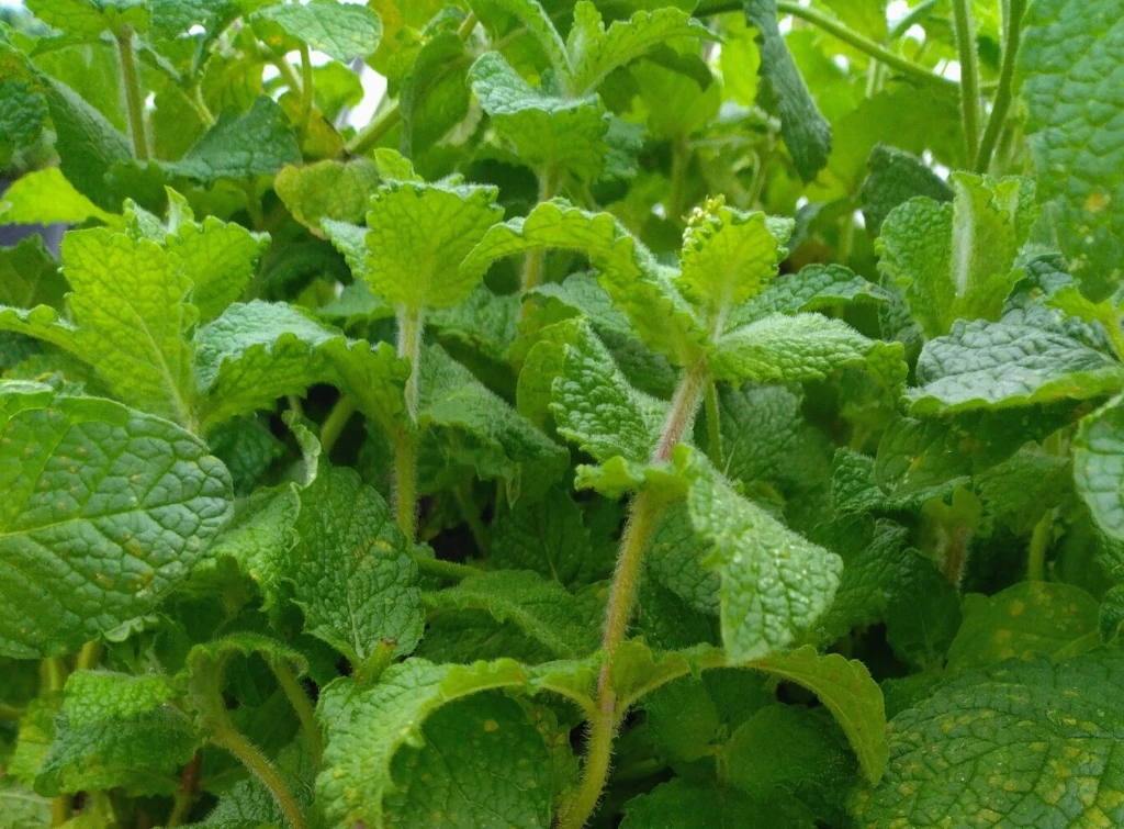 Menthe Caramel - Godet 7cm