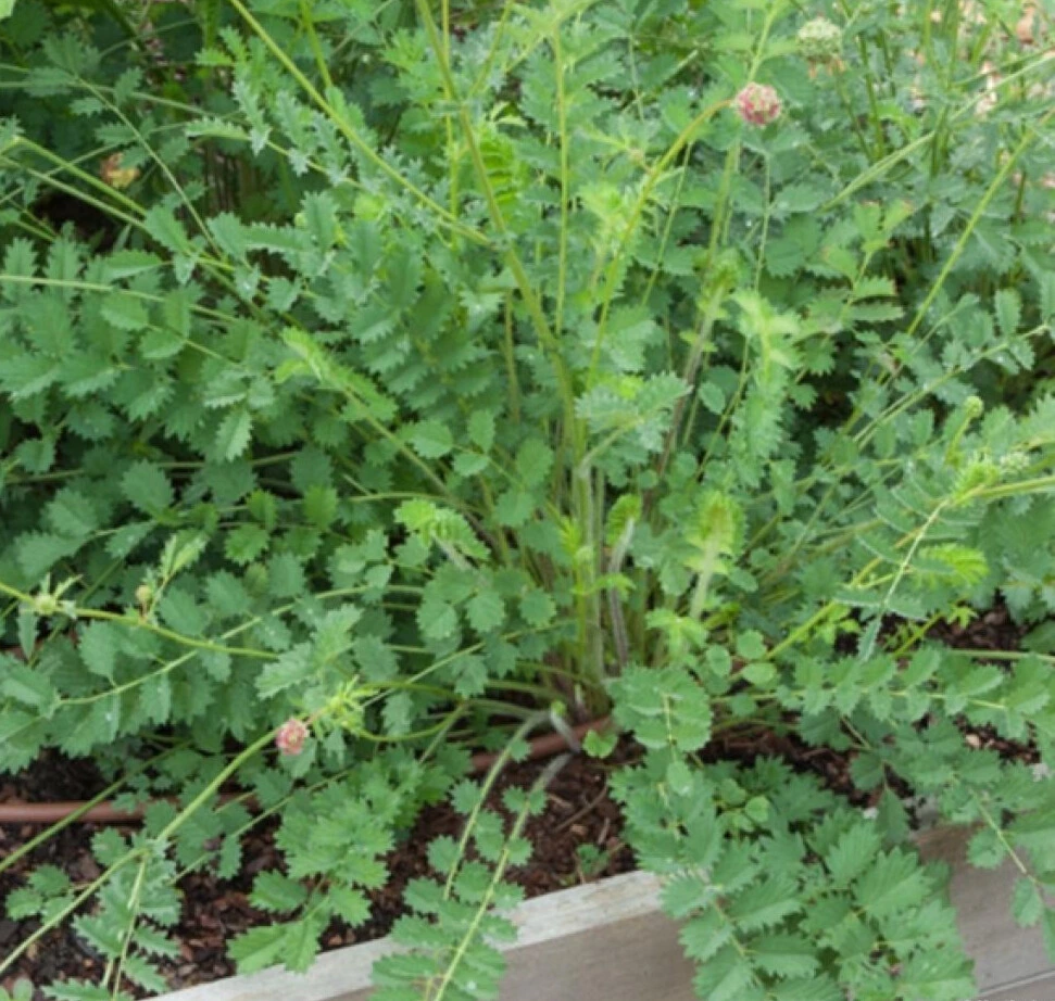 Petite Pimprenelle - Pot 2L 