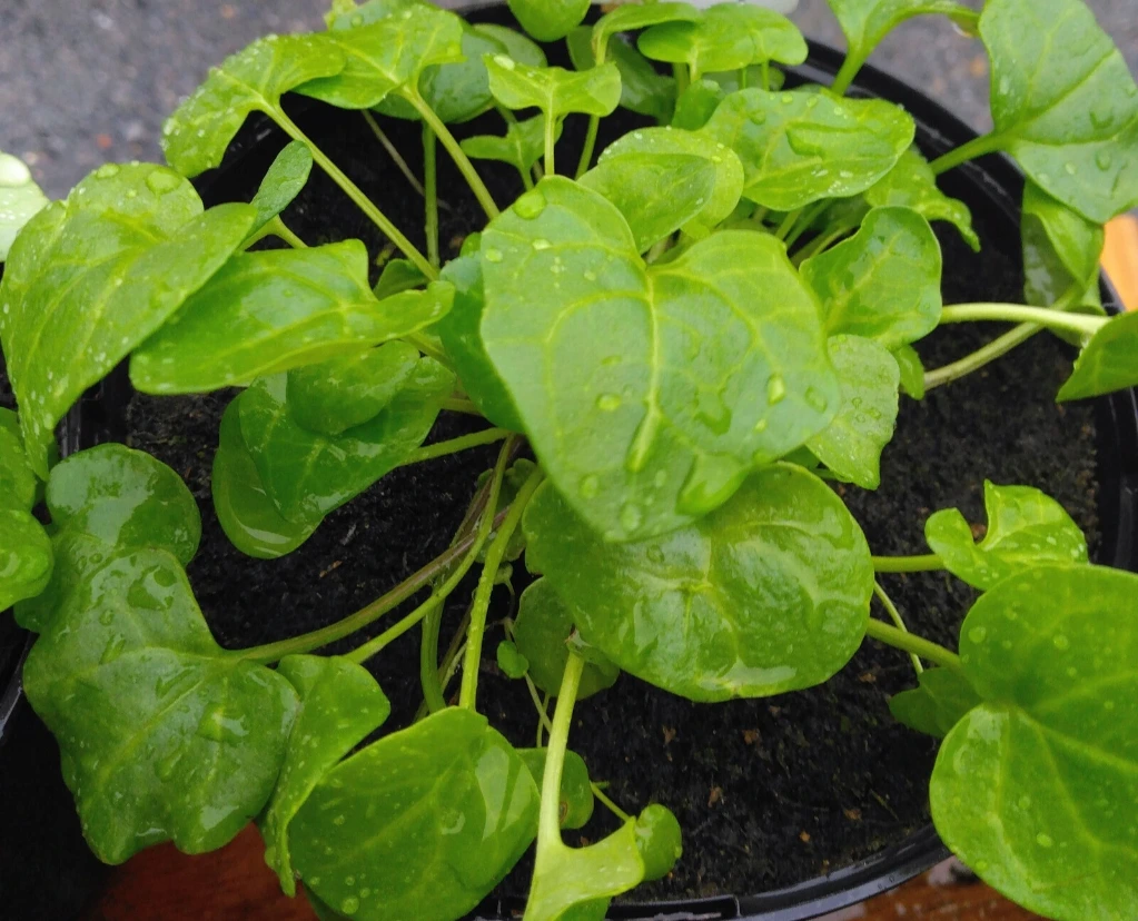 Colchélaire Officinale - Godet 10.5 cm