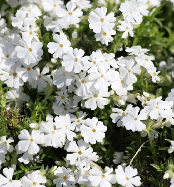 Phlox Mousse "White Delight" - Pot 1L
